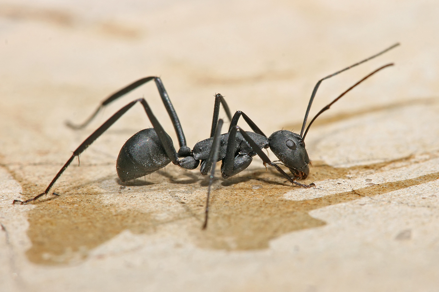 What You Need to Know About Garden Ants Dirt Mamas