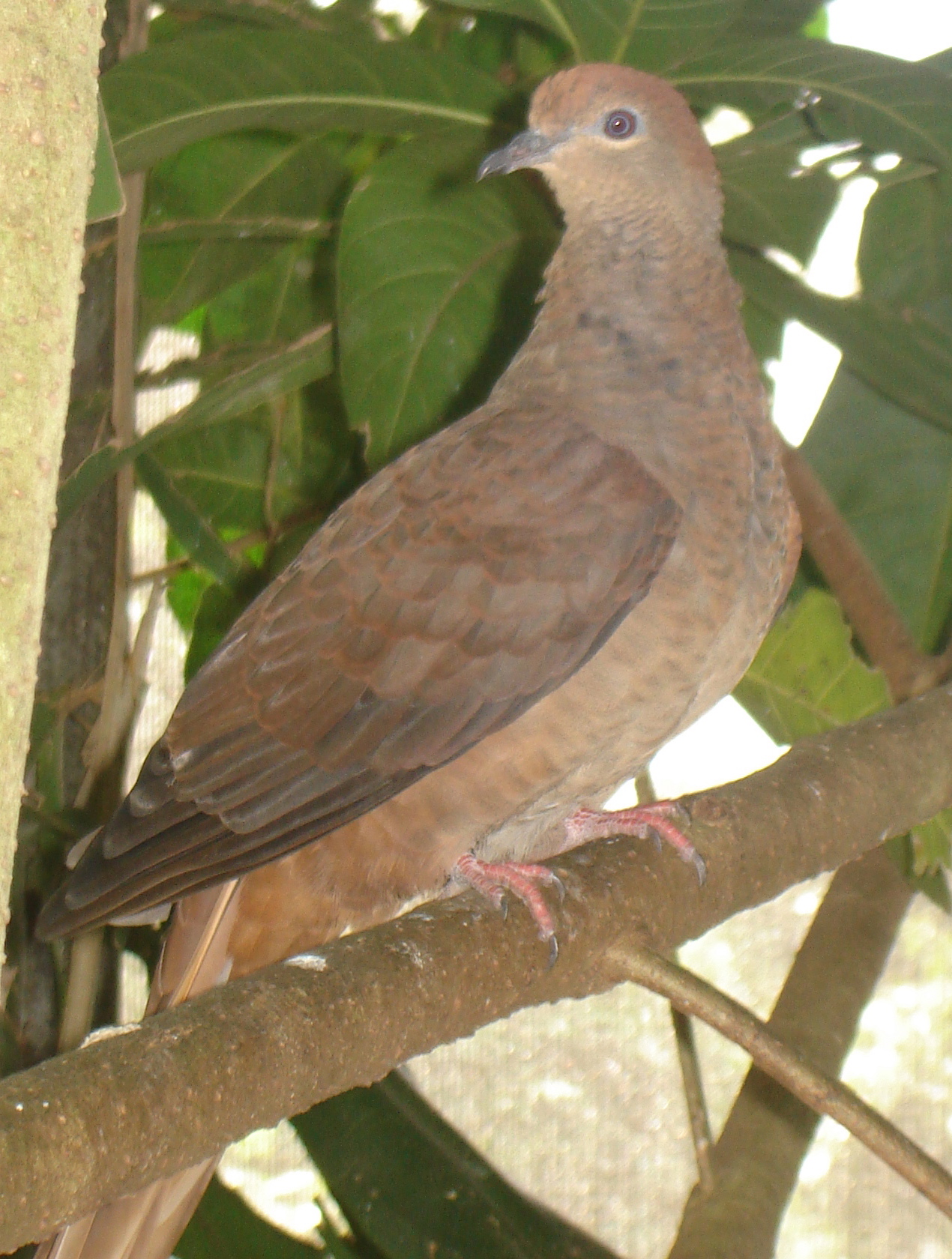 examples-of-pigeon-deterrents-that-work-dirt-mamas